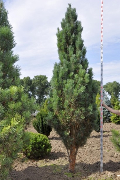 Ефектне дерево з чітким вертикальним силуетом